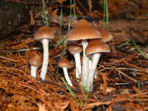 psilocybe azurescens